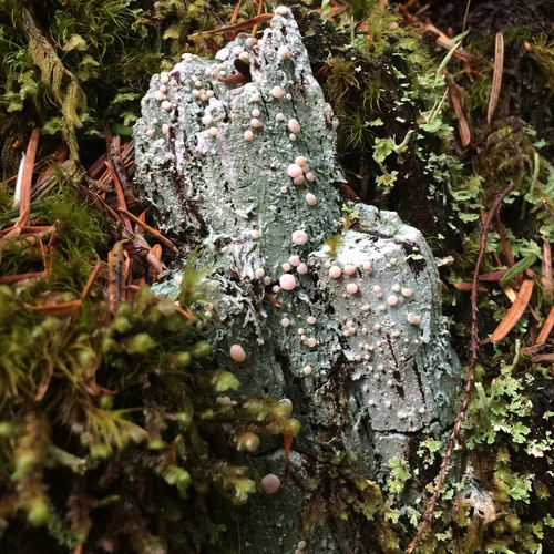 Candy Lichen