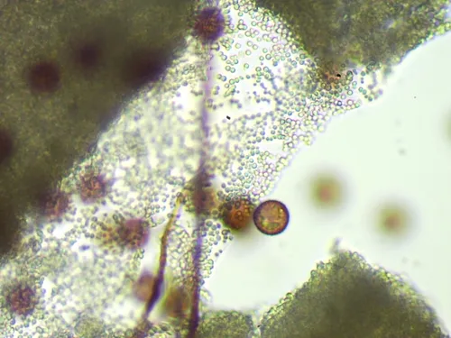 Diderma europaeum