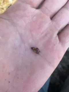 Rhopalomyia weldi thumbnail 1