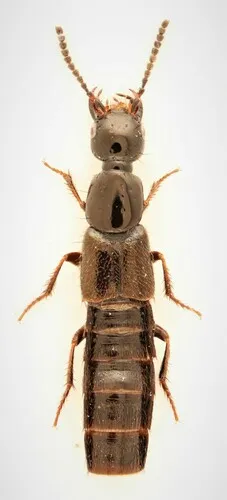 Bisnius sordidus