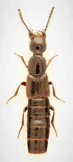 Bisnius sordidus thumbnail 1