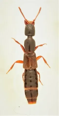 Narrowed Rove Beetle thumbnail 1