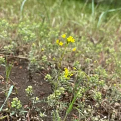 Tall Tumblemustard thumbnail 2