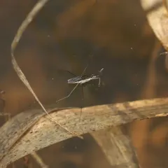 Gerris buenoi thumbnail 2