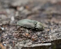 Hadromorphus inflatus thumbnail 4
