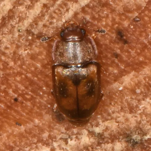 Epuraea corticina