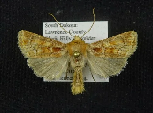 Homorthodes reliqua