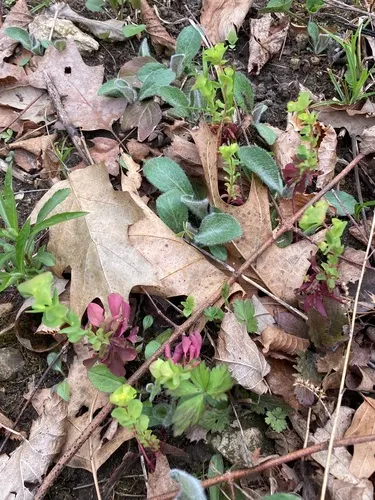 wood spurge