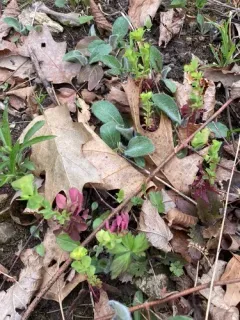 wood spurge thumbnail 1