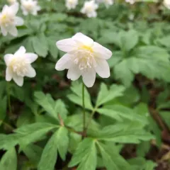 wood anemone thumbnail 4