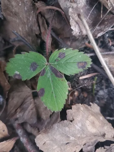 Strawberry leaf blight