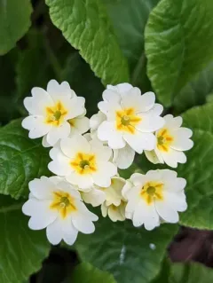 Primrose thumbnail 3