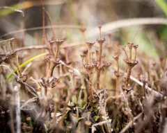 Slender Ladder Lichen thumbnail 4