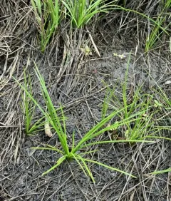 Nuttall's quillwort thumbnail 4