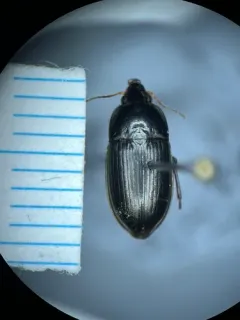 Amara littoralis thumbnail 3