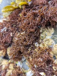 Scouring-pad alga thumbnail 3