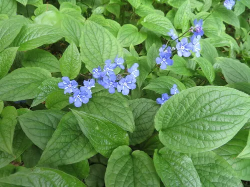 Blue-eyed-Mary