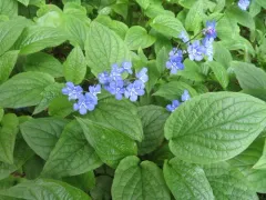 Blue-eyed-Mary thumbnail 1