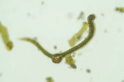 Tortula leucostoma