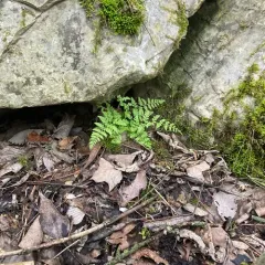 Mackay's Fragile Fern thumbnail 4
