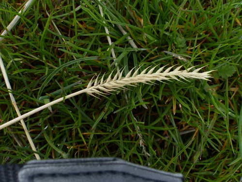 Siberian Wheatgrass