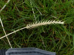 Siberian Wheatgrass thumbnail 1