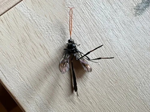 Therion tenuipes