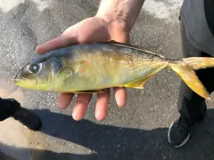 Greater Amberjack thumbnail 2