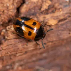 Two-spotted Diaperis thumbnail 2