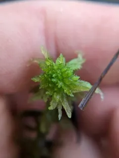 Beautiful Peatmoss thumbnail 1