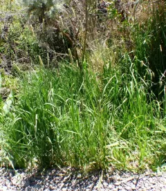 Creeping Foxtail thumbnail 2