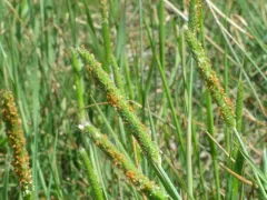 Marsh foxtail thumbnail 2