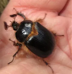 Pleocoma dubitabilis thumbnail 2