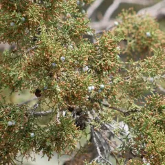 Utah Juniper thumbnail 3