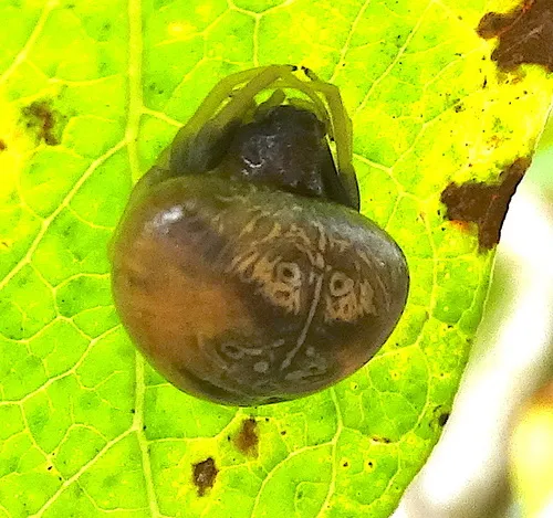 Mastophora bisaccata