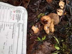 Pholiota brunnescens thumbnail 2