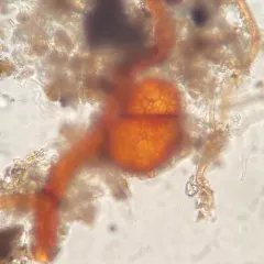 Cylindrical Trichodon thumbnail 3