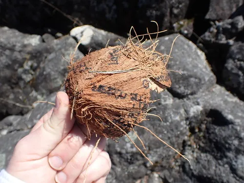 coconut palm