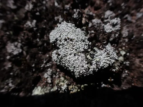 Lesser Cottonthread Lichen