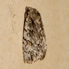 Andropolia aedon thumbnail 2