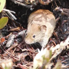 Southern Red-backed Vole thumbnail 3