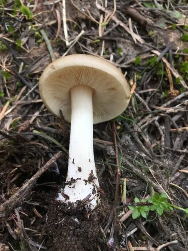 Melanoleuca strictipes