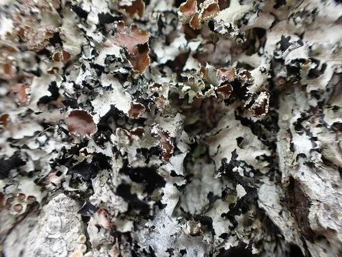 Tinted Rag Lichen
