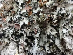 Tinted Rag Lichen thumbnail 1