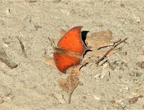 Goatweed Leafwing
