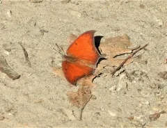 Goatweed Leafwing thumbnail 1