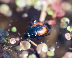 Spilodiscus arcuatus thumbnail 4