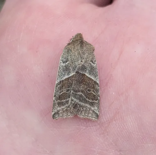 Lost Sallow