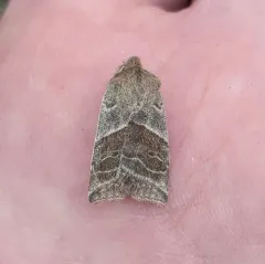 Lost Sallow thumbnail 1