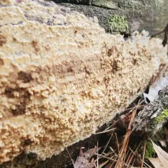 wet rot thumbnail 4